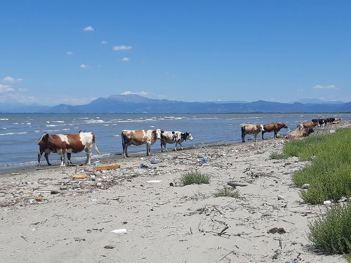 … albo albańskie krowy które nie wiedzieć czemu chciały się kąpać na okropnie zaśmieconej plaży… piękne 
